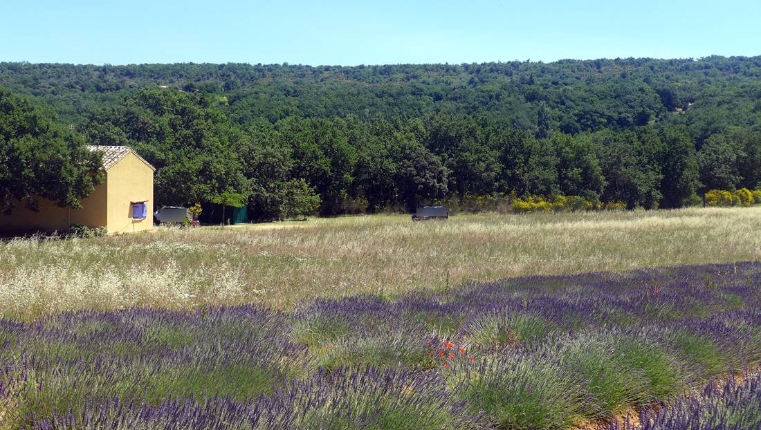 En Provence, dans le secteur de Grignan un mazet au milieu des lavandes 